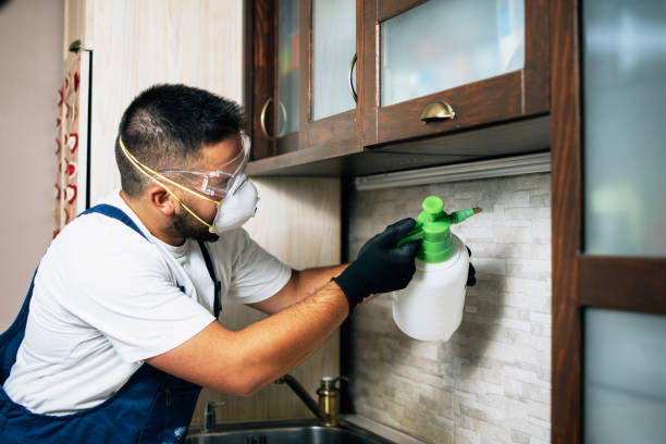 Best Ant Control Services  in Burlington, CO